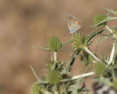 MEDITERAAN ICARUSBLAUWTJE - Polyommatus celina - SOUTHERN COMMON BLUE