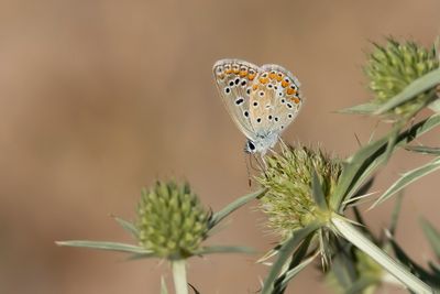 MEDITERAAN ICARUSBLAUWTJE - Polyommatus celina - SOUTHERN COMMON BLUE