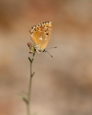 KWARTSBLAUWTJE - Lysandra albicans - SPANISH CHALKHILL BLUE