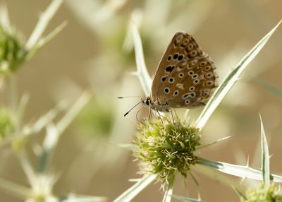KWARTSBLAUWTJE - Lysandra albicans - SPANISH CHALKHILL BLUE
