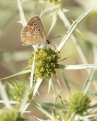 BRUIN BLAUWTJE - Aricia agestis - BROWN ARGUS