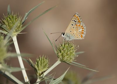 IBERISCH VALS BRUIN BLAUWTJE - Aricia montensis - MOUNTAIN ARGUS