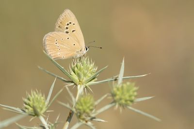 ALMIJARA-ESPARCETTEBLAUWTJE - Polyommatus violetae - ANDALUSIAN ANOMALOUS BLUE