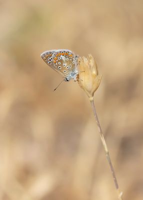 MEDITERAAN ICARUSBLAUWTJE - Polyommatus celina - SOUTHERN COMMON BLUE