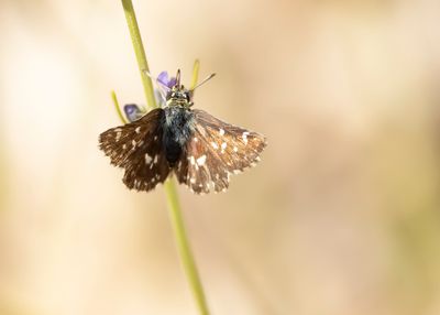 KALKGRASLANDDIKKOPJE - Spialia sertorius - RED-UNDERWING SKIPPER