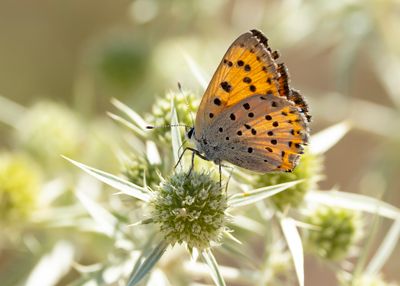 VIOLETTE VUURVLINDER - Lycaena alciphron - PURPLE-SHOT COPPER