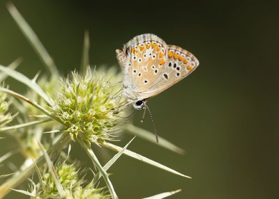 IBERISCH VALS BRUIN BLAUWTJE - Aricia montensis - MOUNTAIN ARGUS