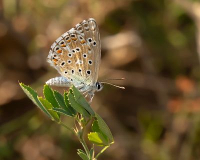ADONISBLAUWTJE - Lysandra bellargus - ADONIS BLUE