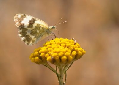 RESEDAWITJE - Pontia daplidice - BATH WHITE