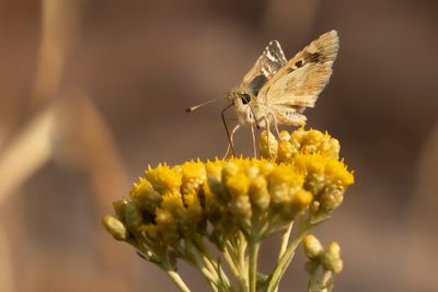KLEIN BRANDKRUIDDIKKOPJE - Muschampia proto - SAGE SKIPPER