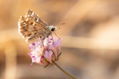 AAMBEELDSPIKKELDIKKOPJE - Pyrgus onopordi - ROSY GRIZZLED SKIPPER