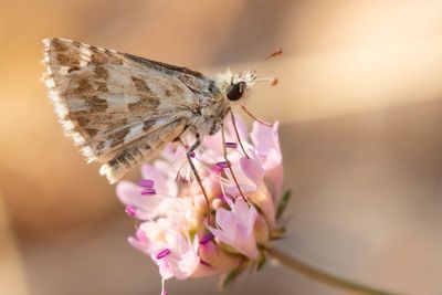 AAMBEELDSPIKKELDIKKOPJE - Pyrgus onopordi - ROSY GRIZZLED SKIPPER