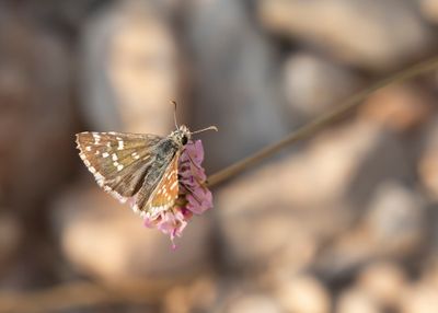 AAMBEELDSPIKKELDIKKOPJE - Pyrgus onopordi - ROSY GRIZZLED SKIPPER