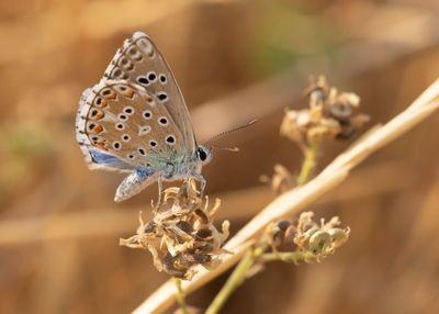 ADONISBLAUWTJE - Lysandra bellargus - ADONIS BLUE