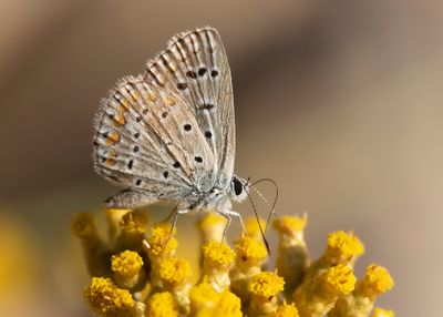 MEDITERAAN ICARUSBLAUWTJE - Polyommatus celina - SOUTHERN COMMON BLUE