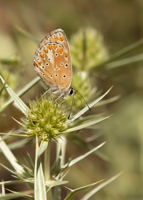 MOORS BRUIN BLAUWTJE - Aricia cxramera - SOUTHERN BROWN ARGUS