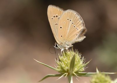 ALMIJARA-ESPARCETTEBLAUWTJE - Polyommatus violetae - ANDALUSIAN ANOMALOUS BLUE