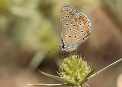 ESPARCETTEBLAUWTJE - Polyommatus thersites - CHAPMAN'S BLUE