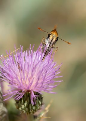 DWERGDIKKOPJE - Thymelicus acteon - LULWORTH SKIPPER
