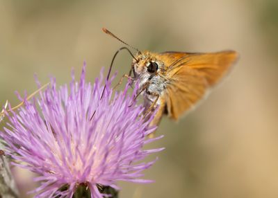 DWERGDIKKOPJE - Thymelicus acteon - LULWORTH SKIPPER