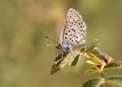 HEIDEBLAUWTJE - Plebejus argus - SILVER-STUDDED BLUE