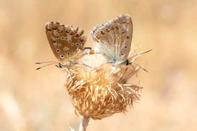 KWARTSBLAUWTJE - Lysandra albicans - SPANISH CHALKHILL BLUE