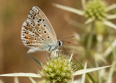 KWARTSBLAUWTJE - Lysandra albicans - SPANISH CHALKHILL BLUE