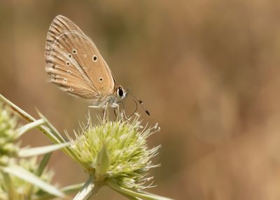 ALMIJARA-ESPARCETTEBLAUWTJE - Polyommatus violetae - ANDALUSIAN ANOMALOUS BLUE