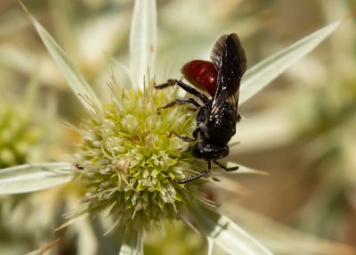 GROTE BLOEDBIJ - Sphecodes albilabris -