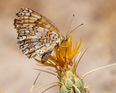 KNOOPKRUIDPARELMOERVLINDER - Melitaea phoebe - KNAPWEED FRITILLARY