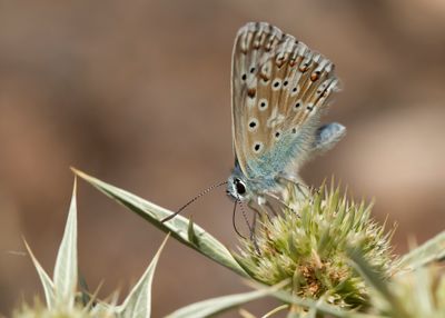 SPAANS BLEEK BLAUWTJE - Lysandra caelestissima - AZUR CHALKHILL BLUE