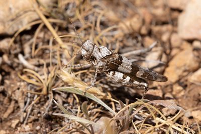 BLAUWVLEUGELSPRINKHAAN - Oedipoda caerulescens - BLUE-WINGED GRASSHOPPER