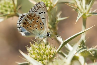 SPAANS BLEEK BLAUWTJE - Lysandra caelestissima - AZUR CHALKHILL BLUE