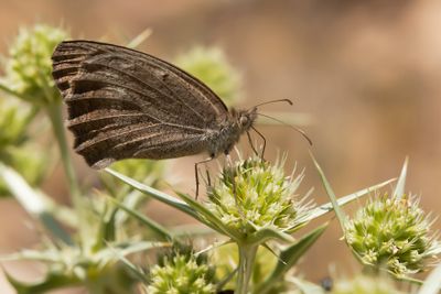 ZUIDELIJK GRAUW ZANDOOGJE - Hyponephele lupina - ORIENTAL MEADOW BROWN