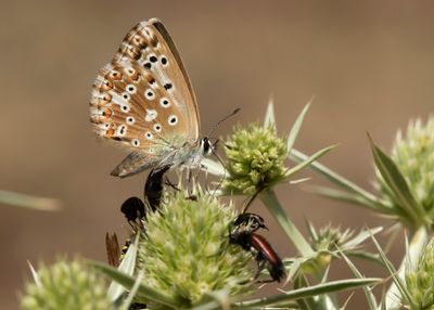SPAANS BLEEK BLAUWTJE - Lysandra caelestissima - AZUR CHALKHILL BLUE