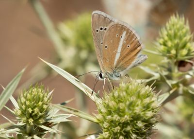 WITSTREEPBLAUWTJE - Polyommatus damon - DAMON BLUE