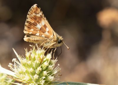 ROOD SPIKKELDIKKOPJE - Pyrgus cirsii - CINQEUFOIL SKIPPER