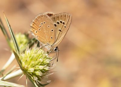 SPAANS ESPARCETTEBLAUWTJE - Polyommatus fabressei - OBERTHÜR'S ANOMALOUS BLUE