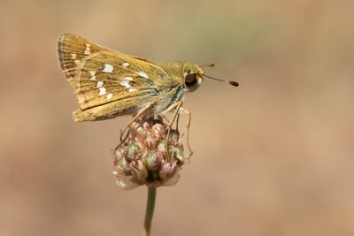 KOMMAVLINDER - Hesperia comma - SILVER-SPOTTED SKIPPER