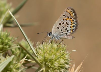 HEIDEBLAUWTJE - Plebejus argus - SILVER-STUDDED BLUE