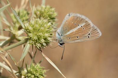 WITSTREEPBLAUWTJE - Polyommatus damon - DAMON BLUE