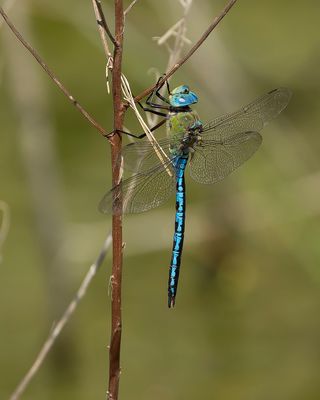 GROTE KEIZERLIBEL - Anax imperator - BLUE EMPEROR