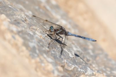 EPAULETOEVERLIBEL - Orthetrum chrysostigma - EPAULET SKIMMER