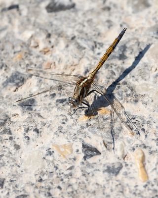 EPAULETOEVERLIBEL - Orthetrum chrysostigma - EPAULET SKIMMER