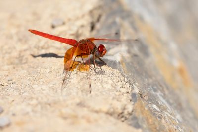 ORANJE ZONNEWIJZER - Trithemis kirbyi - ORANGE-WINGED DROPWING