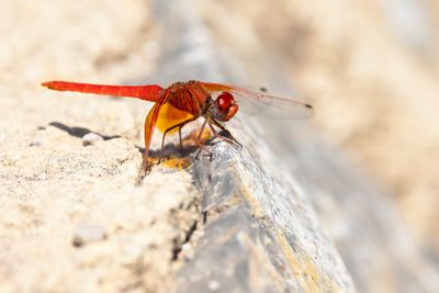 ORANJE ZONNEWIJZER - Trithemis kirbyi - ORANGE-WINGED DROPWING