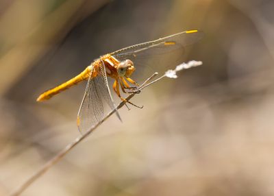 BEEKOEVERLIBEL - Orthetrum coerulescens - KEELED SKIMMER