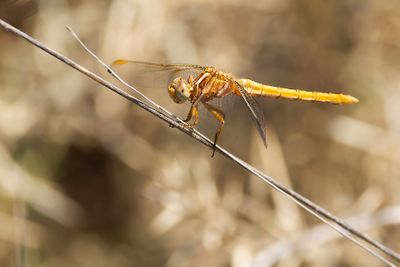 BEEKOEVERLIBEL - Orthetrum coerulescens - KEELED SKIMMER