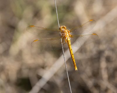 BEEKOEVERLIBEL - Orthetrum coerulescens - KEELED SKIMMER
