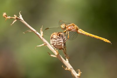 BEEKOEVERLIBEL - Orthetrum coerulescens - KEELED SKIMMER